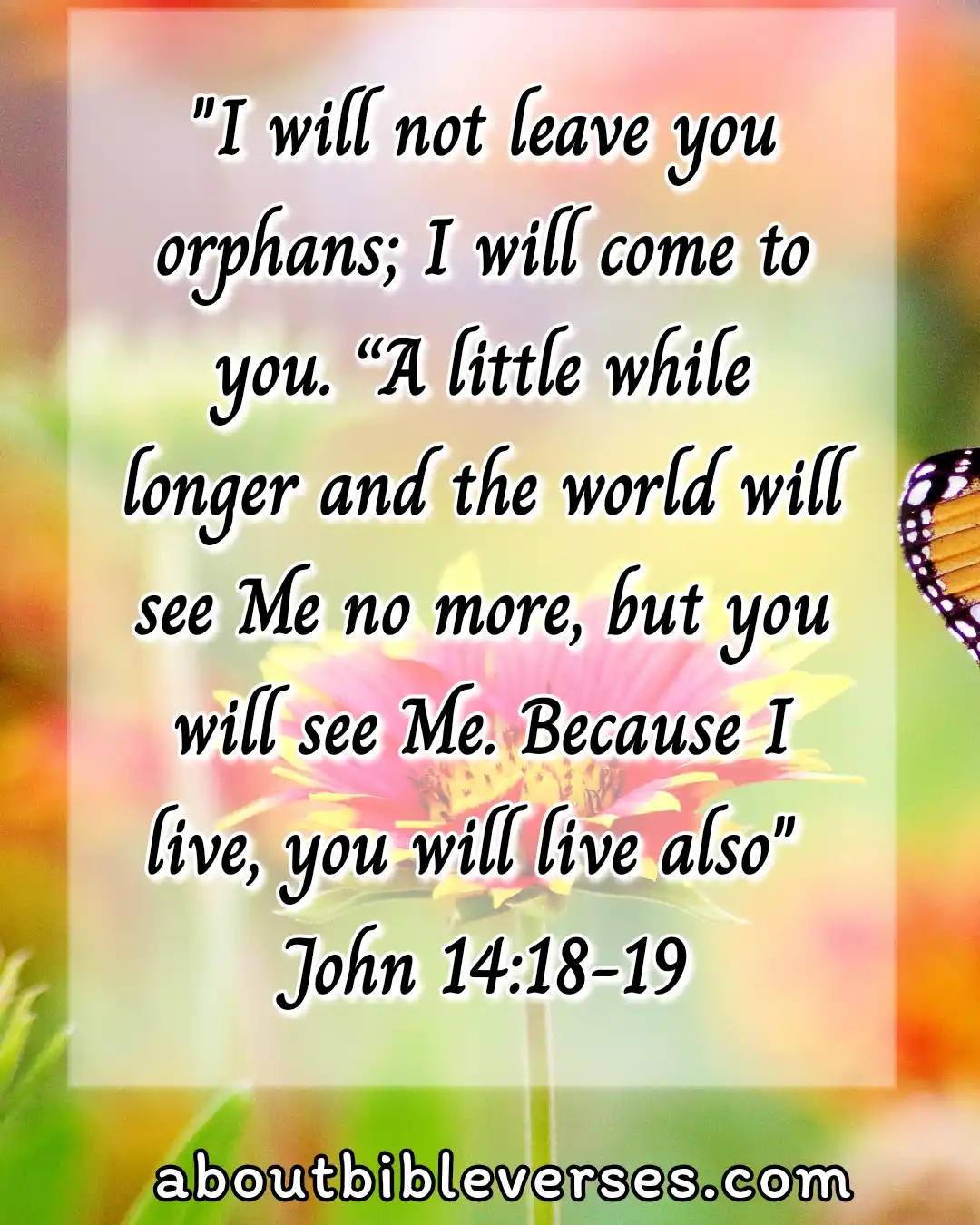 today Bible Verse (John 14:18-19)
