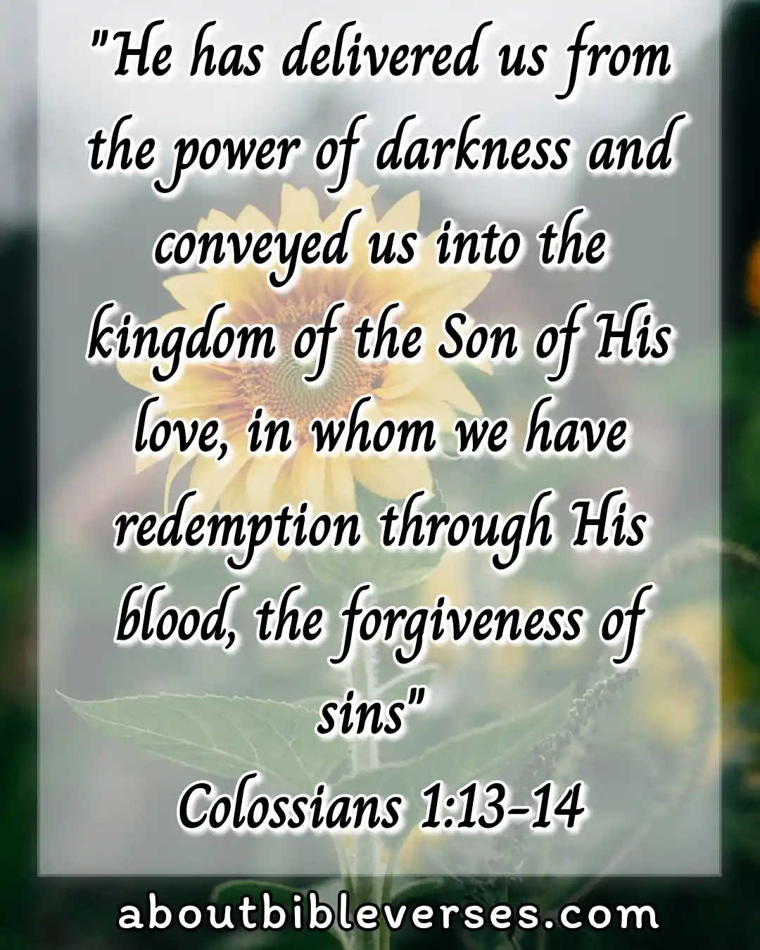 Bible Verses About Forgiveness of sins (Colossians 1:13-14)