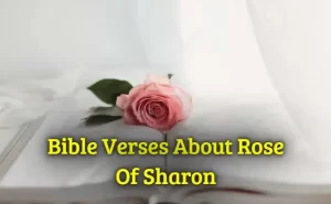 Bible Verses About Rose Of Sharon